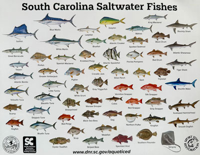 Hilton Head Island and South Carolina Saltwater Fishes chart