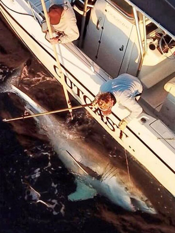 hiton-head-island-fishing-charter-shark