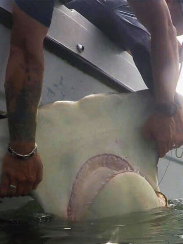hiton-head-island-fishing-charter-hakker-head-shark
